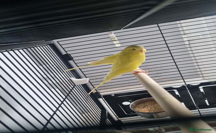Lovebirds birds - Advert 7