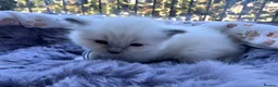 Ragdoll cats for sale: 4 beautiful Ragdoll kittens  - Advert 2