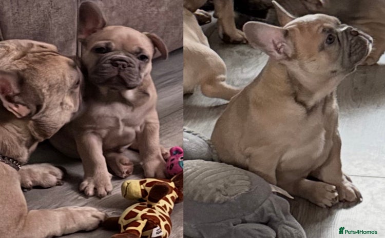 French Bulldog dogs - Advert 11