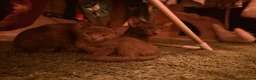 Oriental cats for sale: Oriental kittens available, males and female  - Advert 8