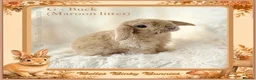 Mini Lop rabbits for sale: 🌻 Baby Mini Lops 🌻 Reserve Now 🌻 Ready 4th Oct - Advert 18