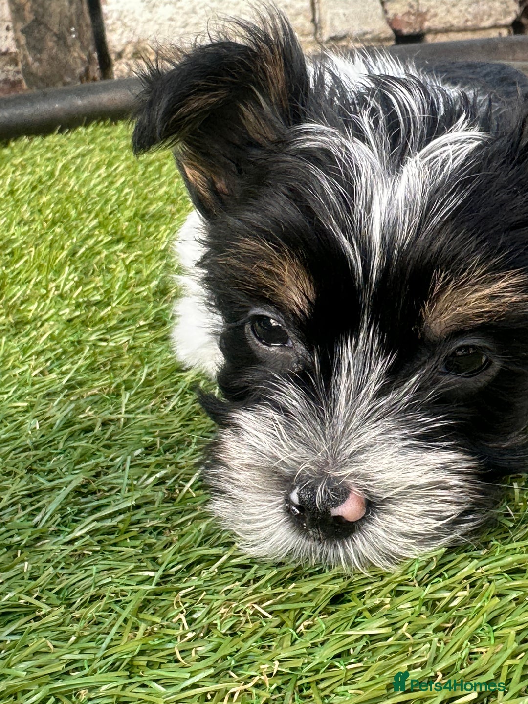 Yorkshire Terrier dogs for sale: Puppy Yorkshire terrier  - Image 3