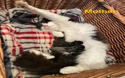 Maine Coon cats for sale: MaineCoon Cross Kittens - Image 9