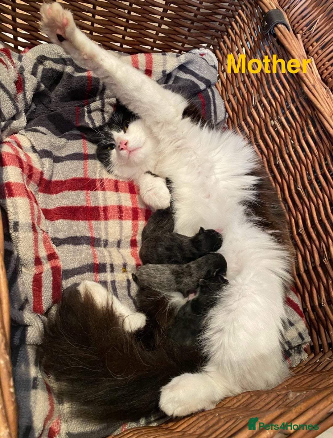 Maine Coon cats for sale: MaineCoon Cross Kittens - Image 9