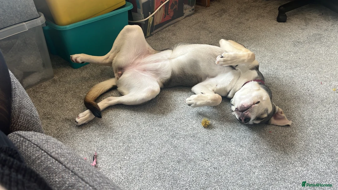 Mixed Breed dogs for sale: Luna - Beautiful Bundle of Love & Energy - Advert 2