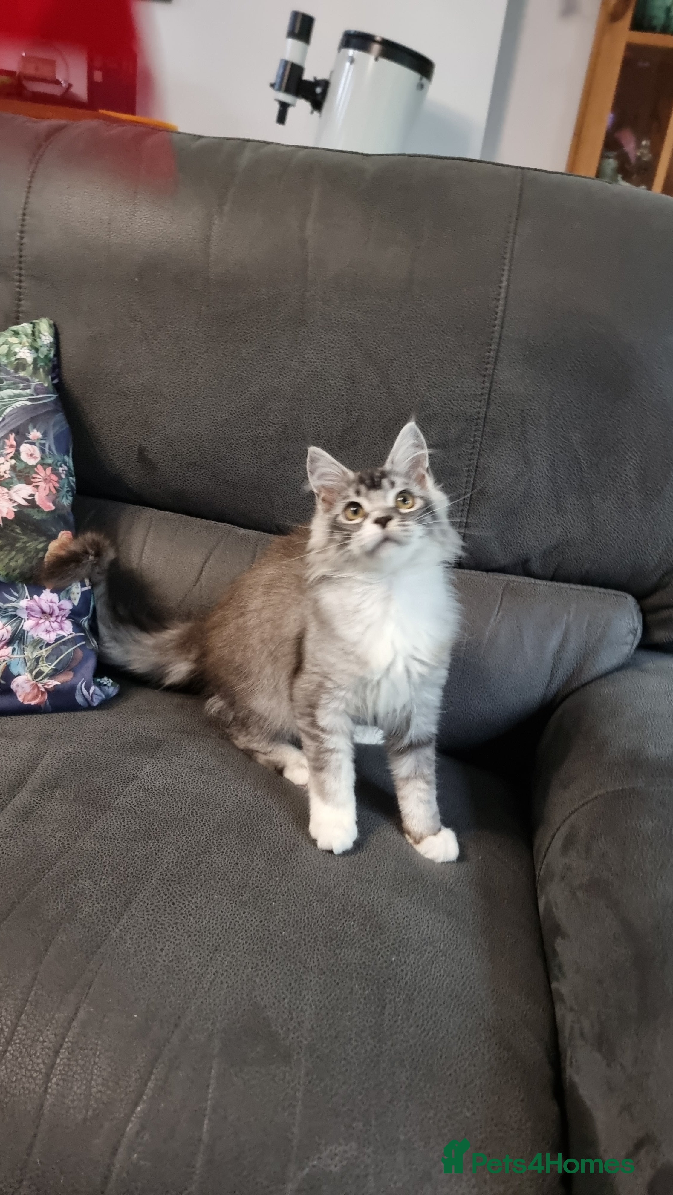 Maine Coon cats GCCF Pedigree Maine Coon Kittens for sale  - Advert 2