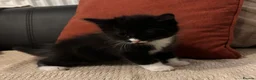 Mixed Breed cats for sale: Lovely friendly kittens for sale  - Advert 4
