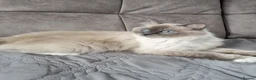 Ragdoll cats for sale: TICA registered ragdoll kittens  - Advert 19