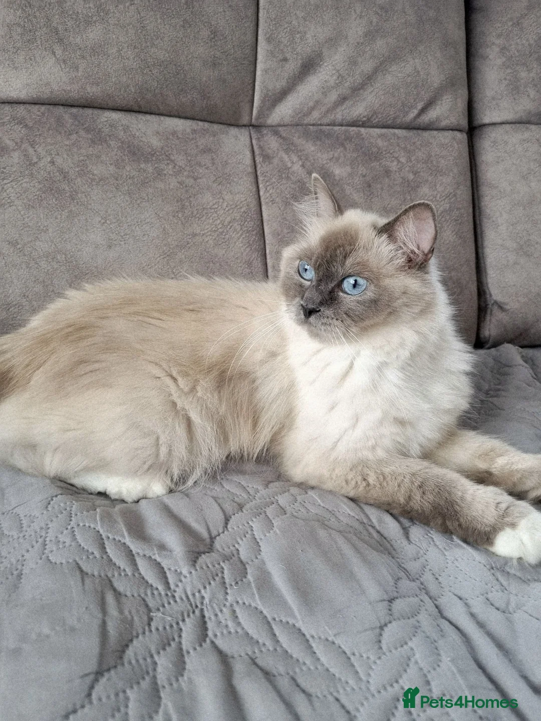 Ragdoll cats for sale: TICA registered ragdoll kittens  - Advert 19