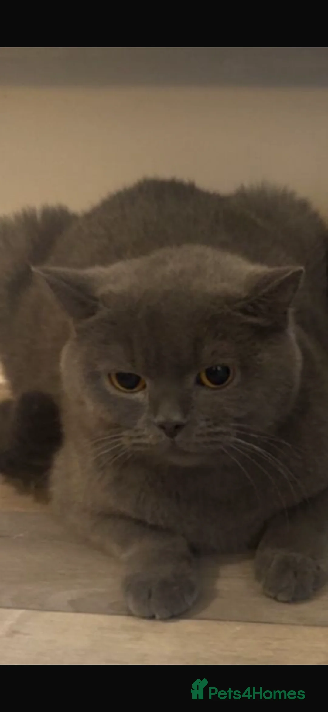 British Shorthair cats for sale:     Gorgeous British Shorthair Ragdoll Mix Kitten in London - Advert 2
