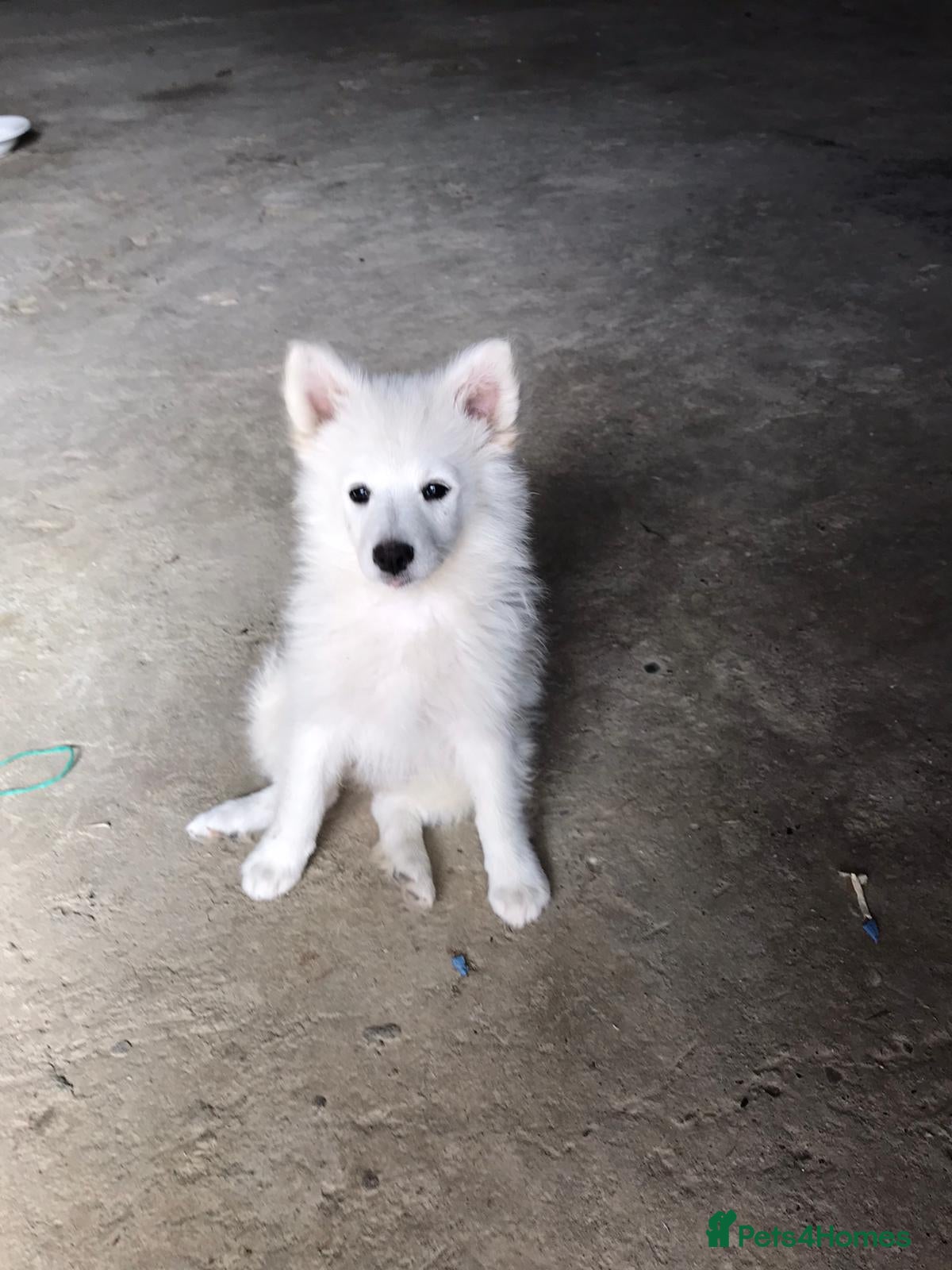 German Spitz dogs Teddy  - Advert 3