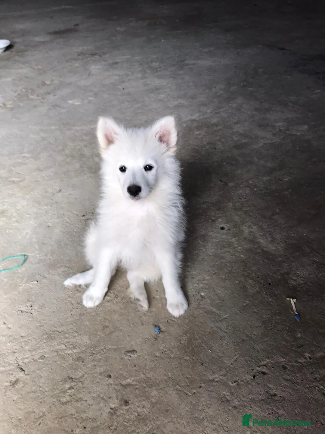 German Spitz dogs for sale: Teddy  in Dudley - Advert 1