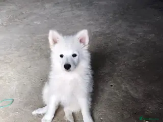 German Spitz dogs Teddy - Advert 3