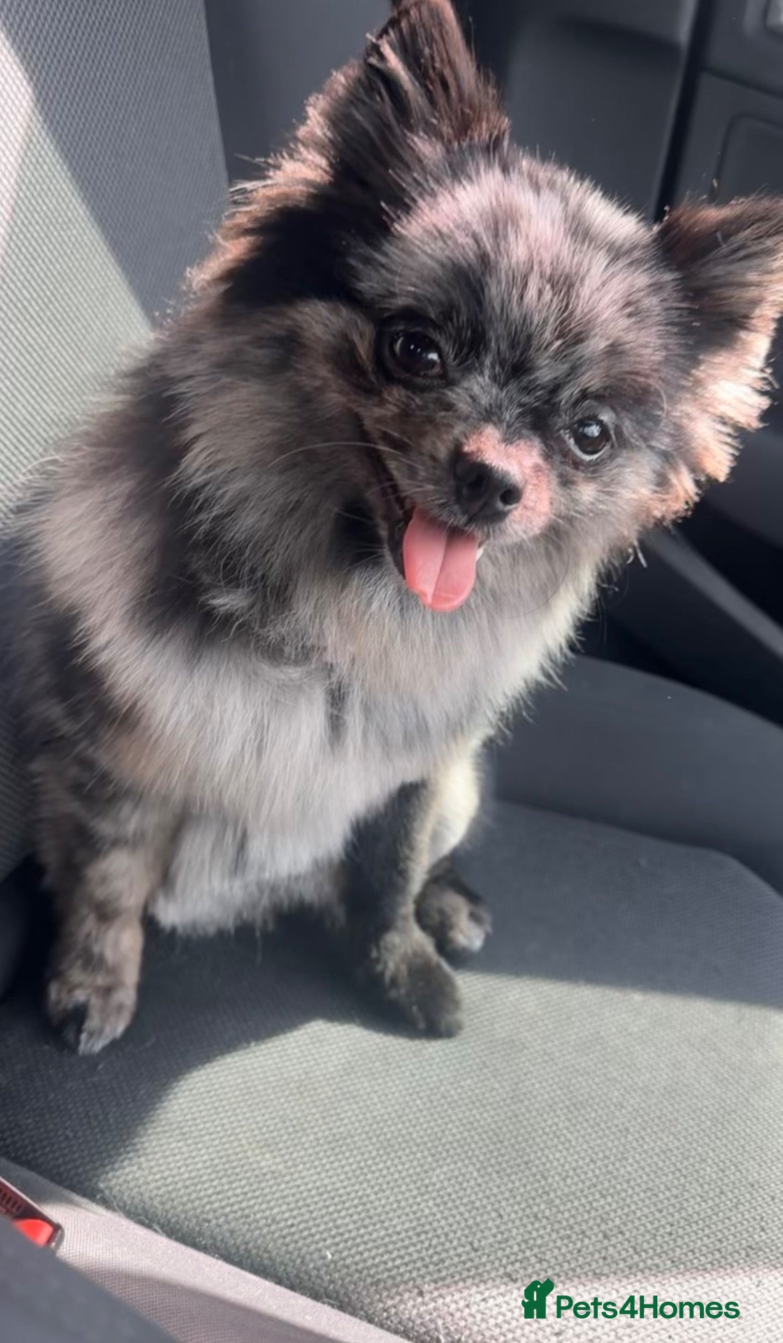 Pomeranian dogs Sliver merle female Pomeranian  - Advert 2