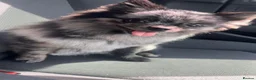 Pomeranian dogs for sale: Sliver merle female Pomeranian  - Advert 1