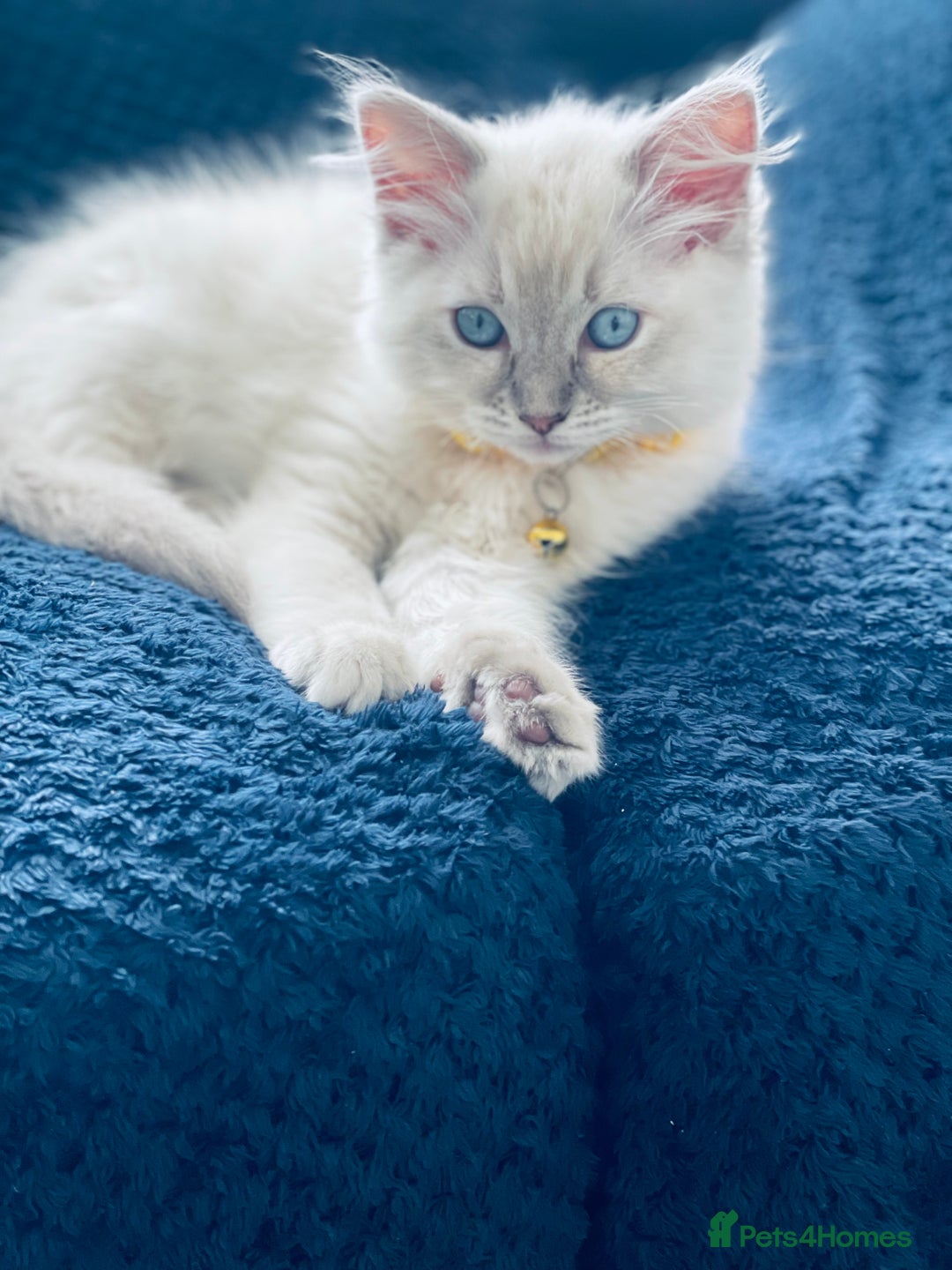 Ragdoll cats for sale: Ragdoll kitten for sale - Image 6