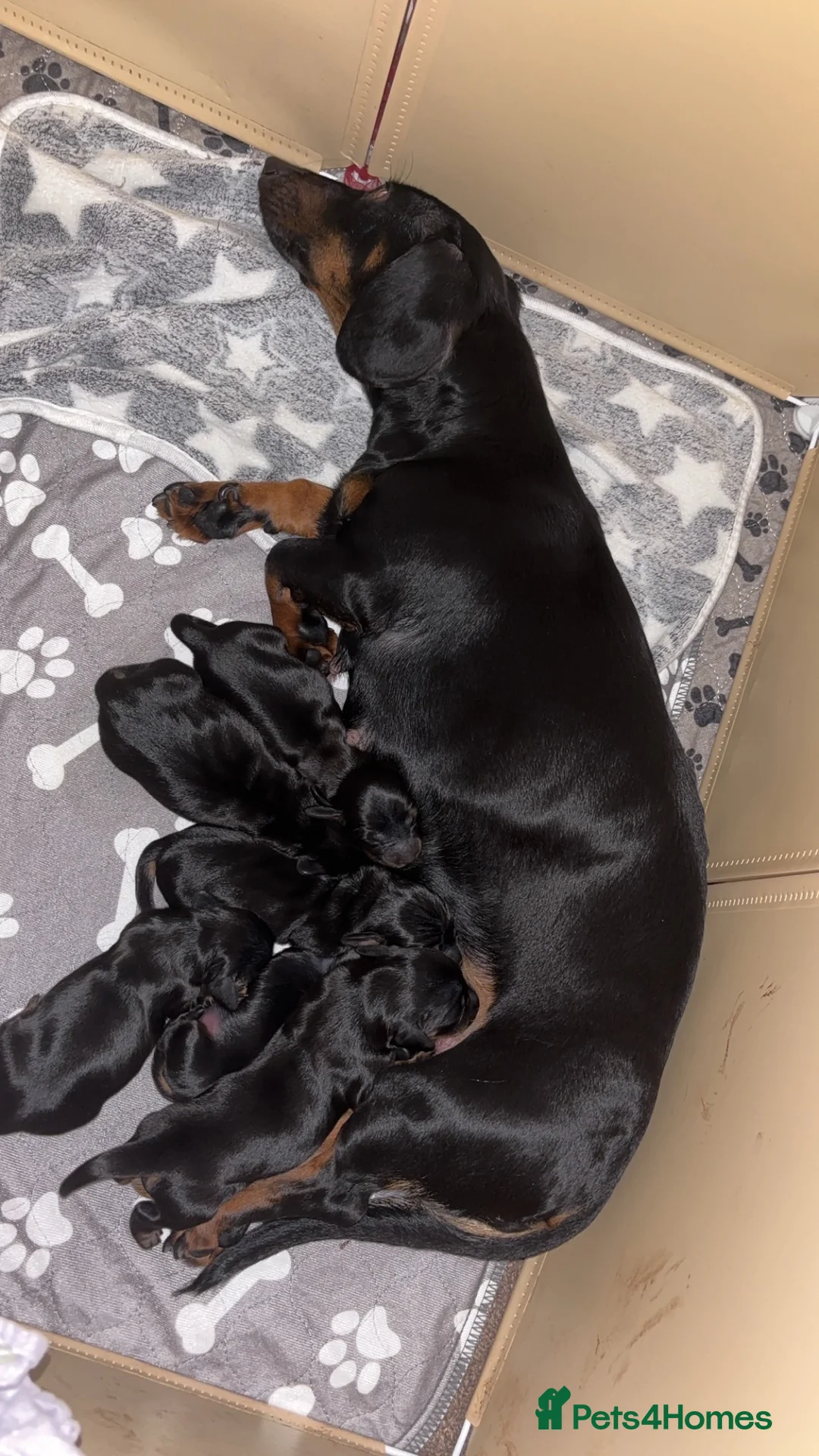 Miniature Dachshund dogs for sale: 6 miniature dachshunds for sale  - Advert 2