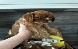 Cavalier King Charles Spaniel dogs for sale: 5 beautiful cavalier King Charles spaniel puppies - Image 9