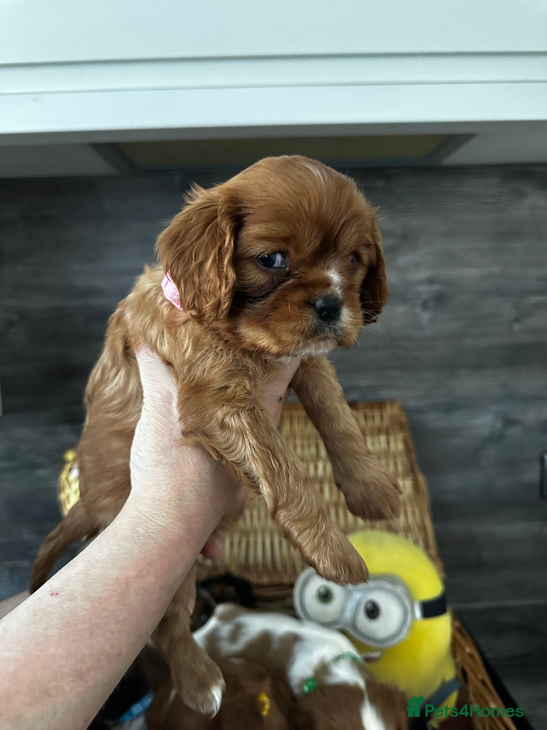 Cavalier King Charles Spaniel dogs for sale: 5 beautiful cavalier King Charles spaniel puppies - Image 9