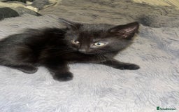 Mixed Breed cats for sale: 2 black girls 9 weeks old - Image 6