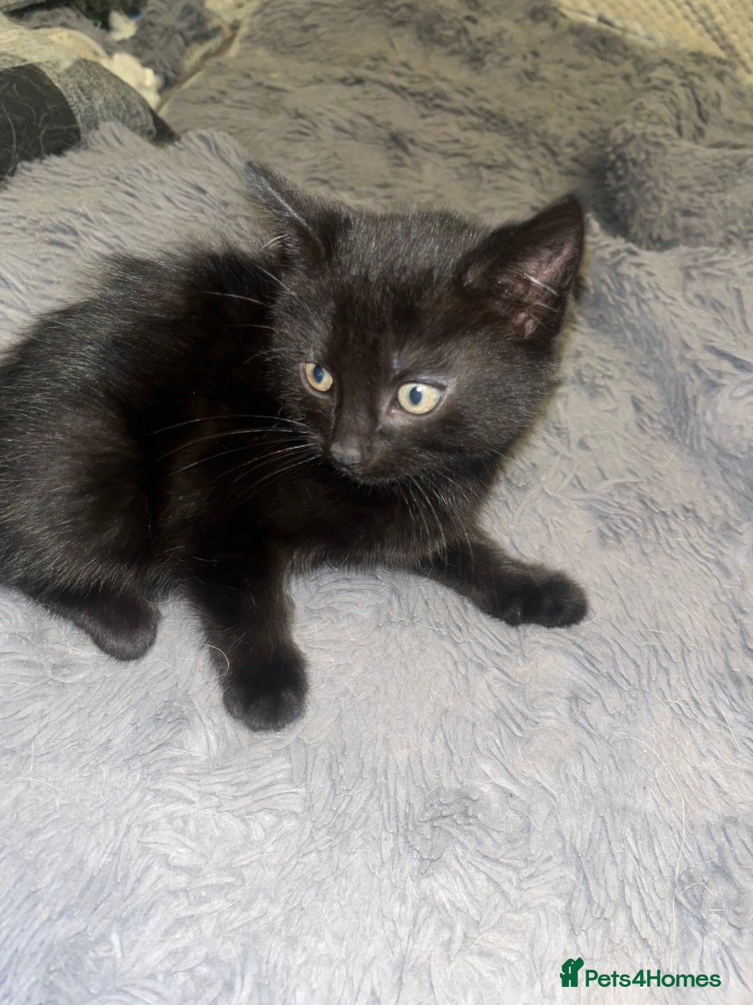 Mixed Breed cats for sale: 2 black girls 9 weeks old - Image 6