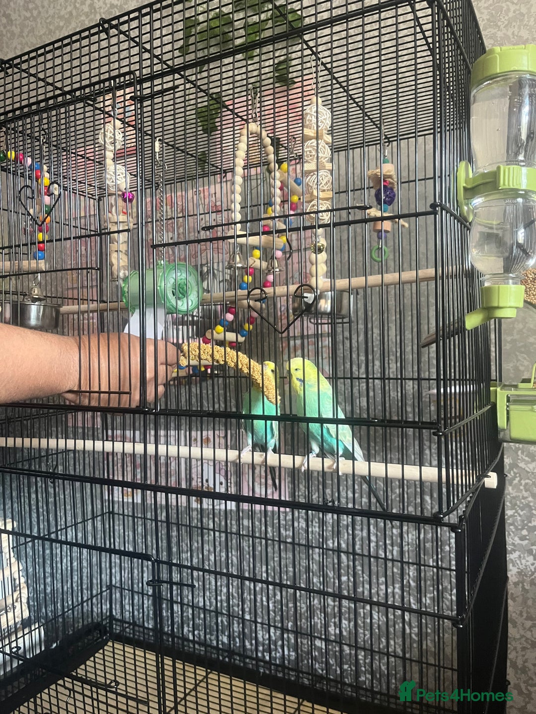 Budgerigars birds for sale: Flock of 5 Budgies (3 Handtamed) - Image 9
