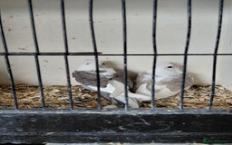 Cockatiels birds for sale: Young cockatiels for sale  - Image 7