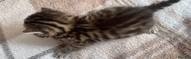 Bengal Kitten 1