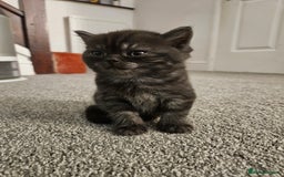 Scottish Fold cats for sale: Adorable Scottish fold Straight Ears Kittens  - Image 27