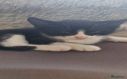 Mixed Breed cats for sale: Bautifull kittens - Image 5