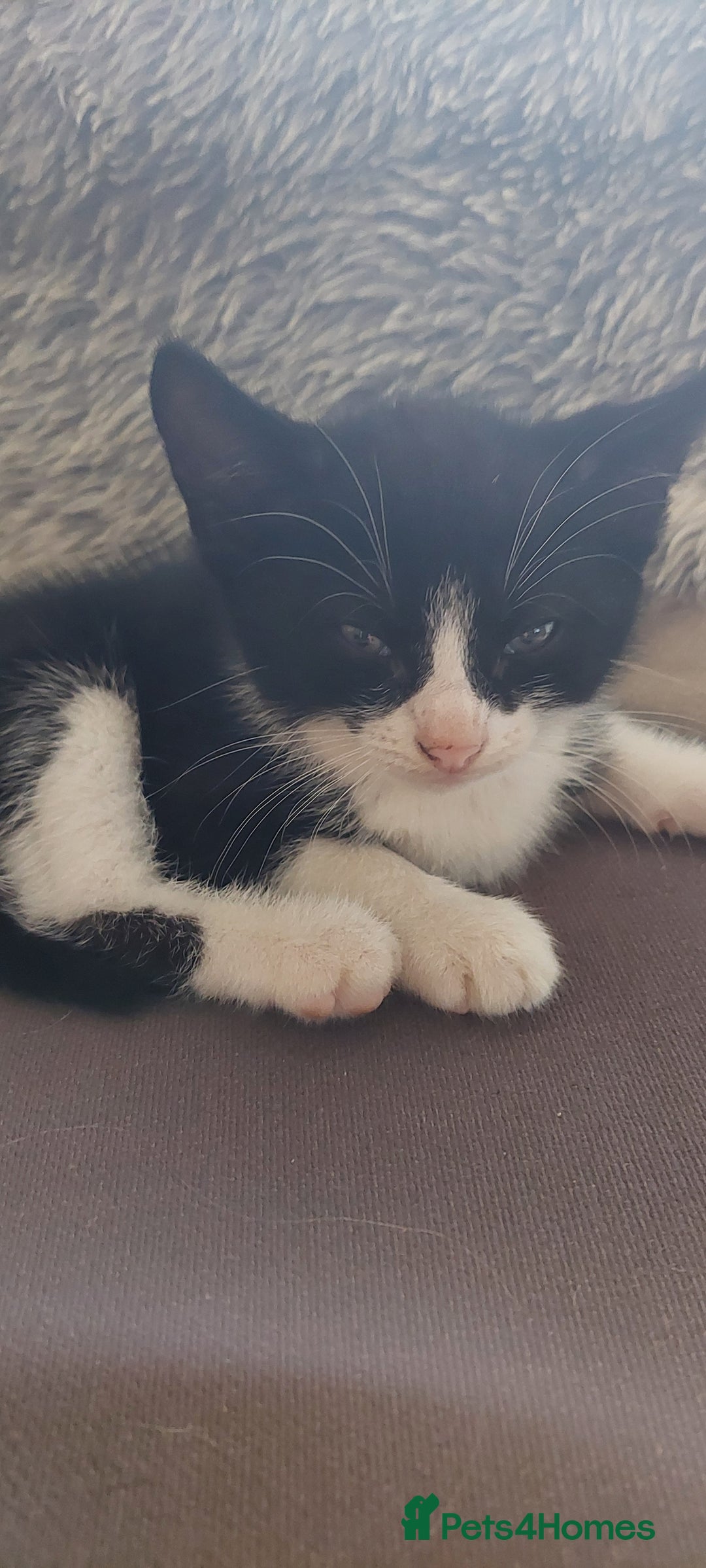 Mixed Breed cats for sale: Bautifull kittens - Image 5