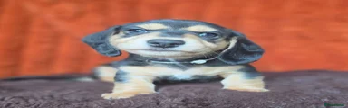 Miniature Dachshund 4