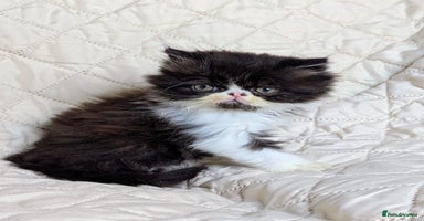 Persian cats - Advert 10