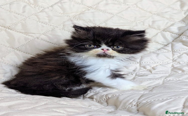 Persian cats - Advert 3