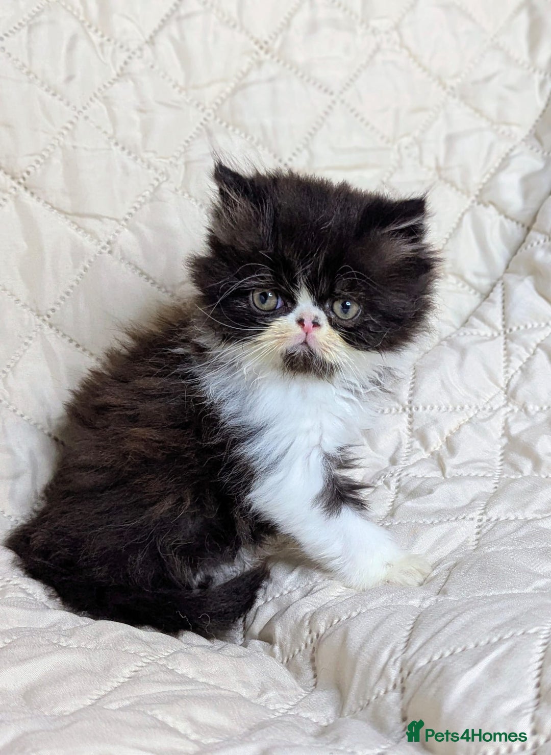 Persian cats for sale: Persian kittens  - Image 3