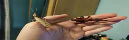 Praying Mantis invertebrates for sale: Ghost Mantis Ootheca - Phyllocrania paradoxa - Advert 4