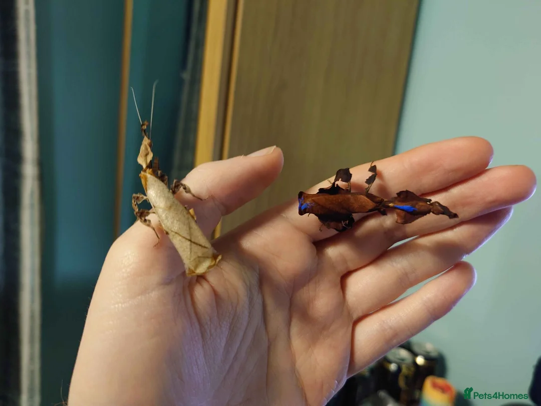 Praying Mantis invertebrates for sale: Ghost Mantis Ootheca - Phyllocrania paradoxa - Advert 4