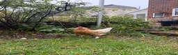 Chickens poultry for sale: Mixed Bantam Hen  in Waterlooville - Advert 3