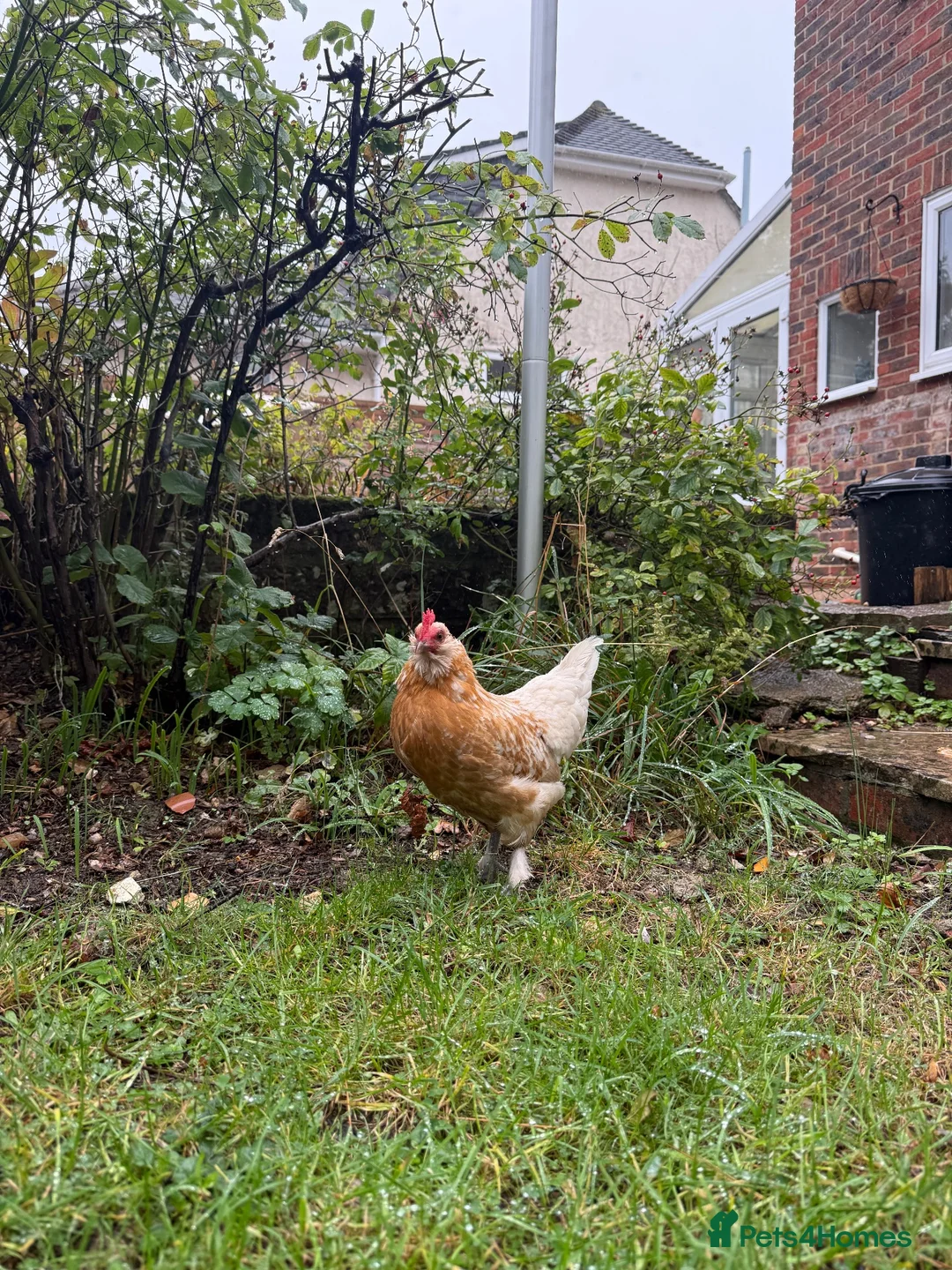 Chickens poultry for sale: Mixed Bantam Hen  in Waterlooville - Advert 3