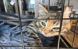 Mixed Breed cats for sale: 2 1/2 Bengal boys left  - Image 10