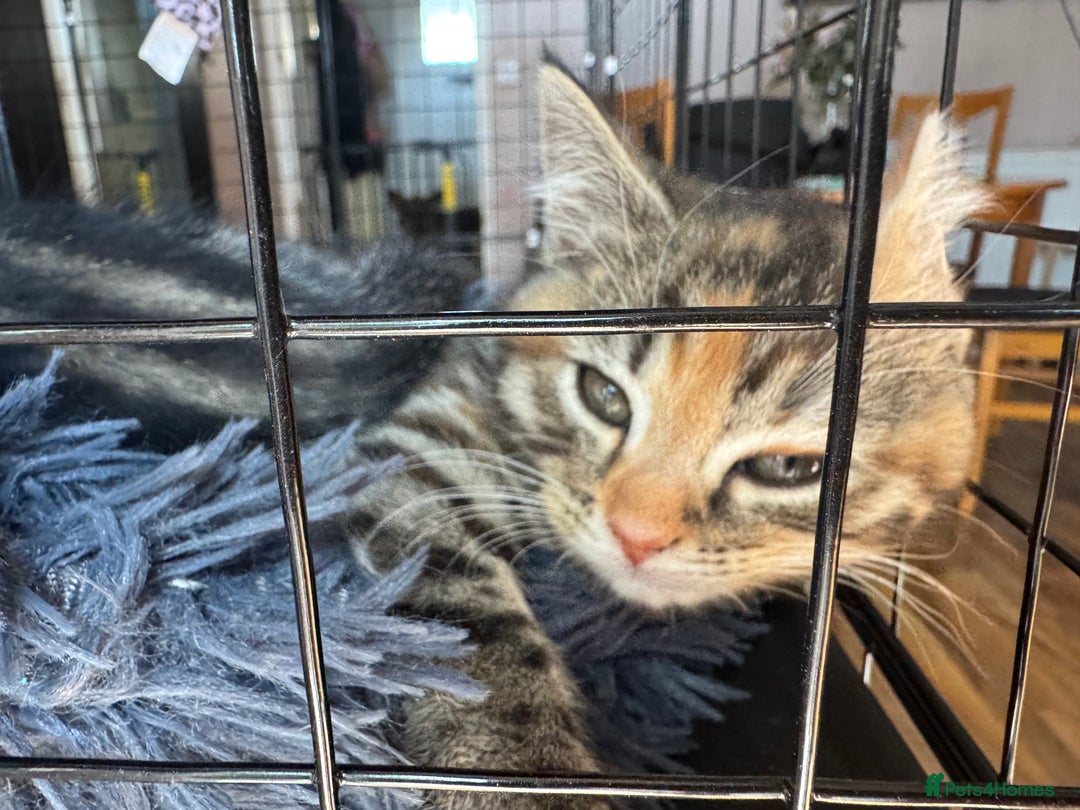 Mixed Breed cats for sale: 2 1/2 Bengal boys left  - Image 10