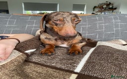 Doxiepoo dogs for sale: Beautiful Doxipoos - Image 7