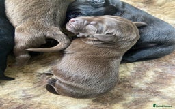 Labrador Retriever dogs for sale: KC registered Labrador pups ready October  - Image 3