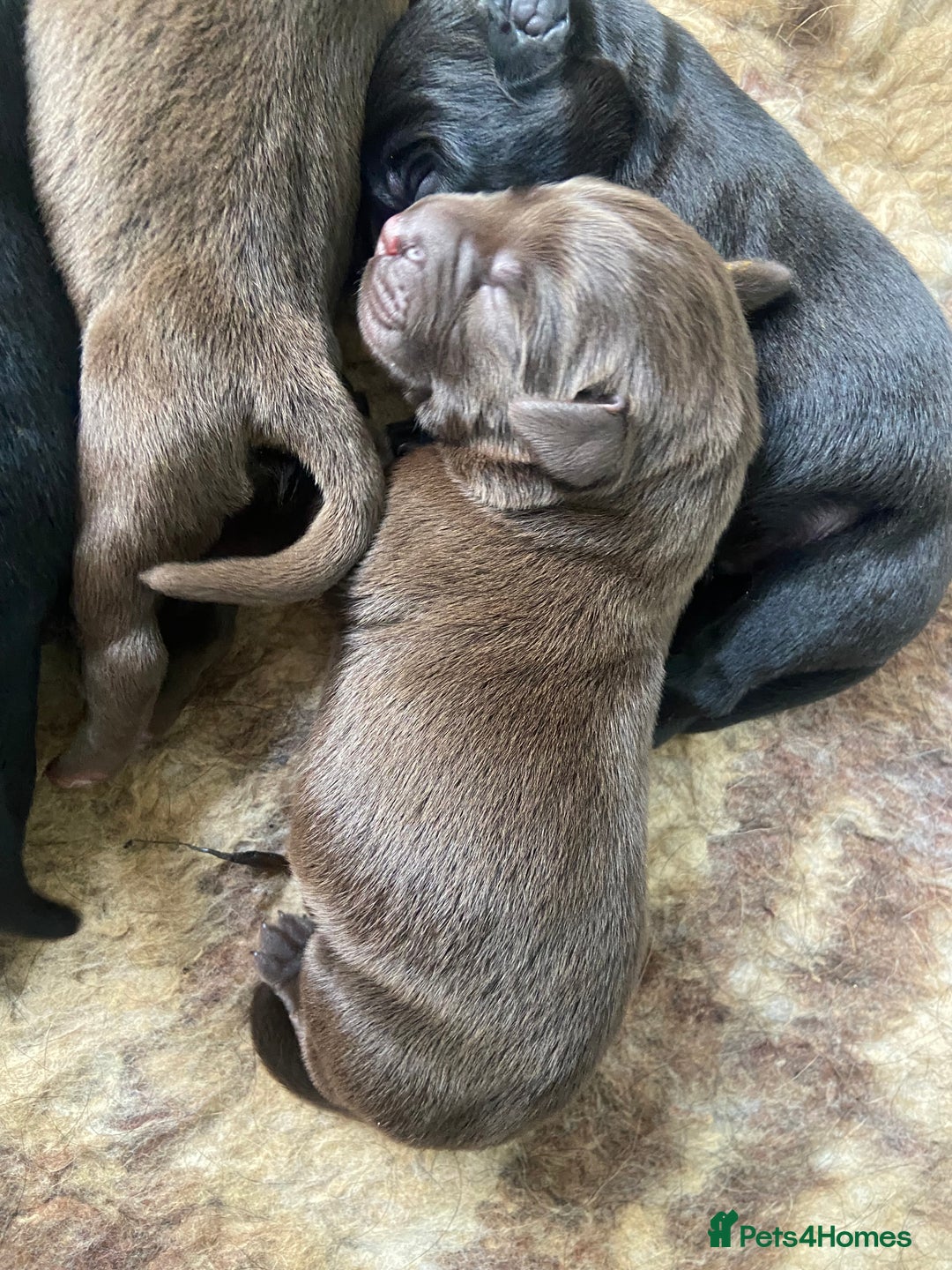 Labrador Retriever dogs for sale: KC registered Labrador pups ready October  - Image 3