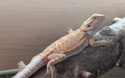 Bearded Dragon reptiles for sale: Baby bearded dragons  - Image 1