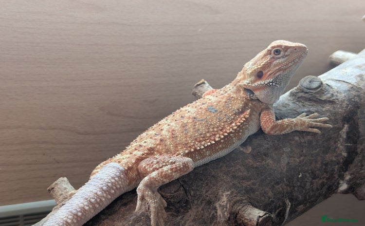 Bearded Dragon reptiles - Advert 9