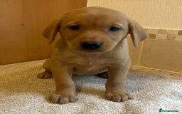 Labrador Retriever dogs for sale: Gorgeous Labrador Puppies - Image 10