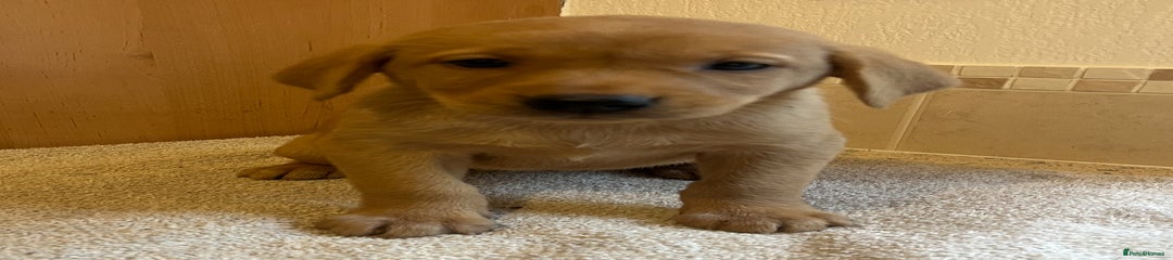 Labrador Retriever Puppy 10