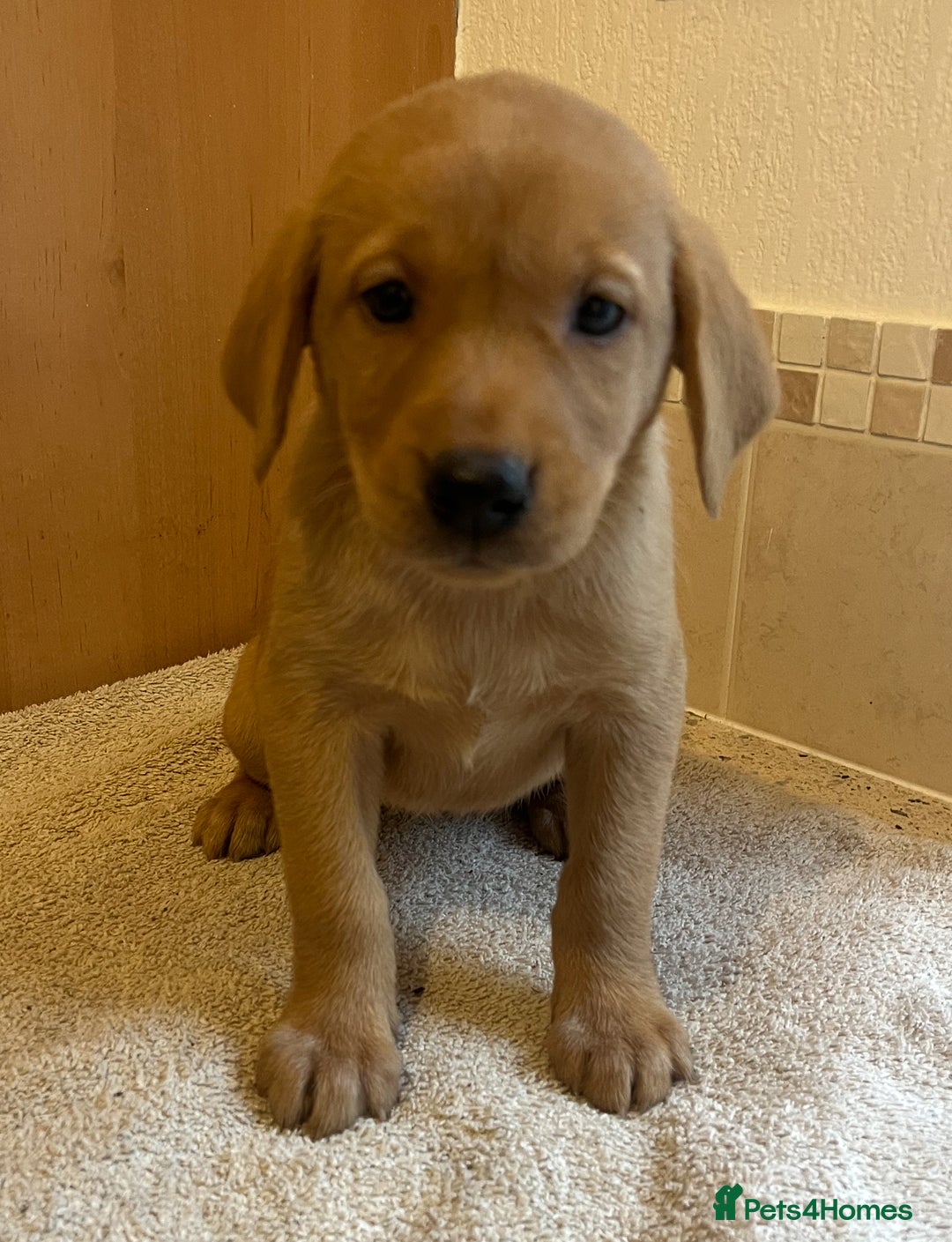 Labrador Retriever dogs for sale: Gorgeous Labrador Puppies - Image 10