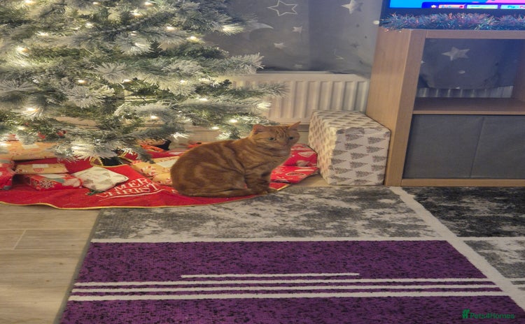 Domestic Shorthair cats Cat for sale - Advert 3